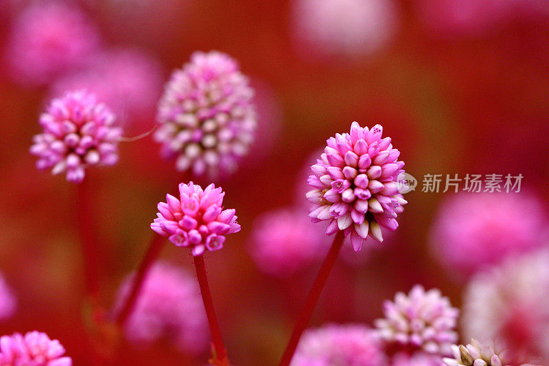 蒲桃/粉红Knotweed / Smartweed Flower